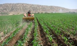 افزایش سطح زیر کشت طرح جهش تولید در کردستان