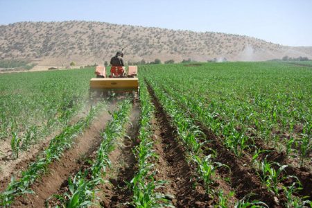 افزایش سطح زیر کشت طرح جهش تولید در کردستان