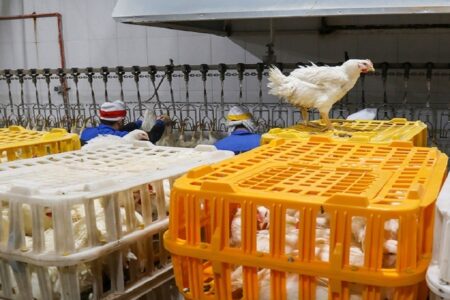 مرغ گرم ۱۵ هزار تومان کمتر از نرخ مصوب به فروش می رسد