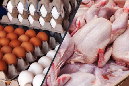 صادرات ۱۰۰ هزار تن مرغ و ۸۰ هزار تن تخم‌مرغ تا پایان سال جاری