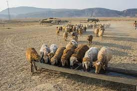 عرضه گوشت گوسفندی عشایر کیلویی ۲۴۰ هزار تومان درپایتخت