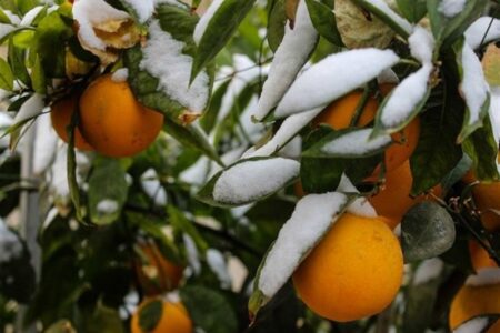 چند توصیه به کشاورزان و باغداران برای مقابله با سرمازدگی
