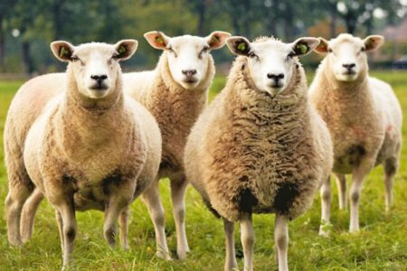 فوری / قیمت گوسفند وارداتی اعلام شد