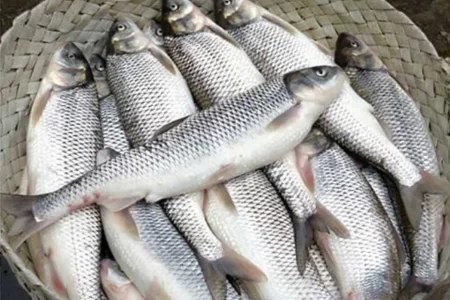جدیدترین قیمت‌ ماهی | قیمت روز ۲۹ تیر ۱۴۰۳