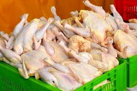 خبر مهم از قیمت مرغ / قیمت مرغ کاهش می‌یابد